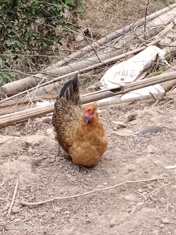 放养土鸡