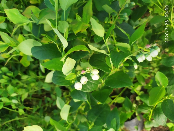 组培蓝莓苗价格山东泰安佳园苗圃批发直销蓝莓树苗