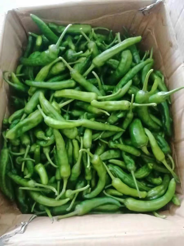 大量辣椒现货供应，品种繁多，价格便宜，大棚种植，