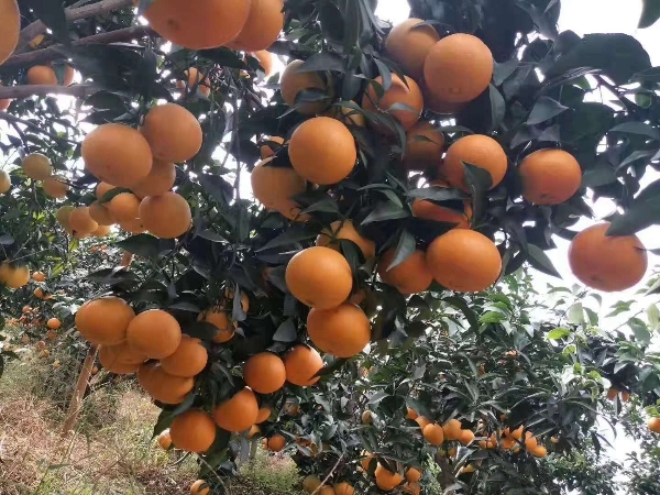 爱媛38号柑橘 日本爱媛早熟杂柑系列品种 红美人