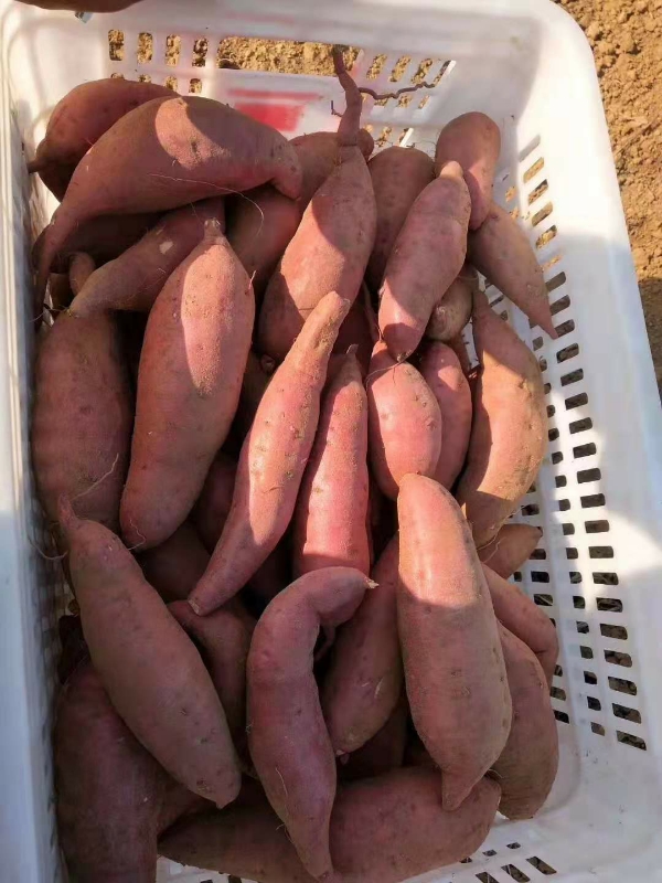 红薯产地直销，品种紫薯，西瓜红，济薯，板栗薯，烟薯