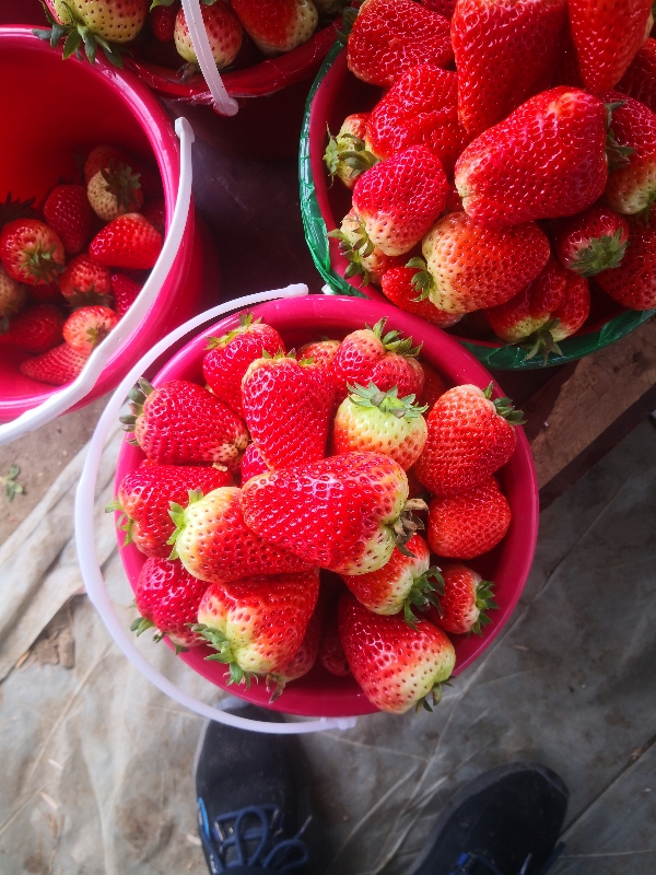 九香，联盟草莓大量到货山东临沂