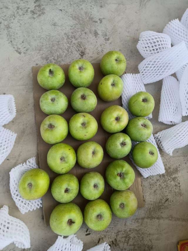 新疆印度青苹果