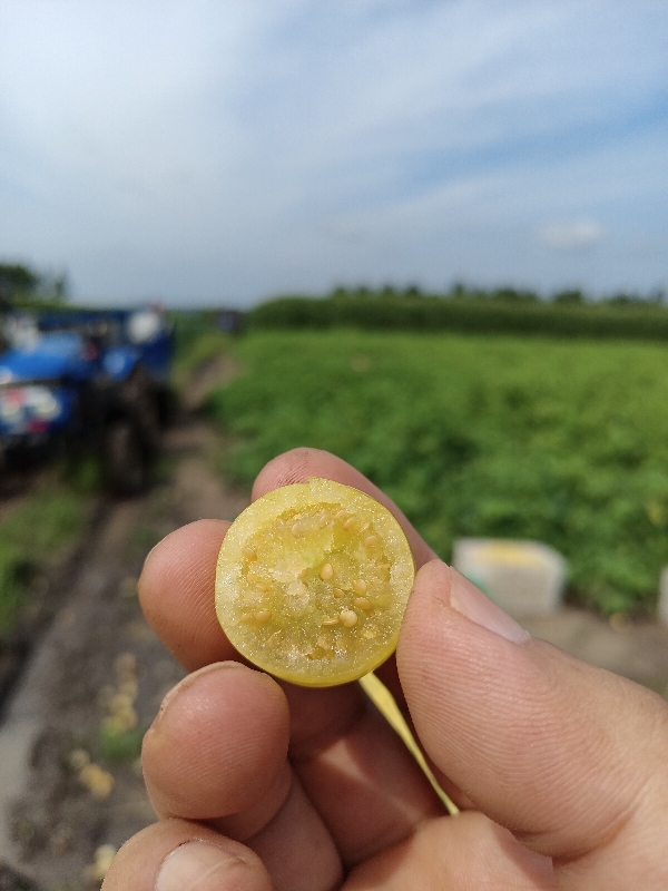 东北甜菇娘，个大，水分足，果好