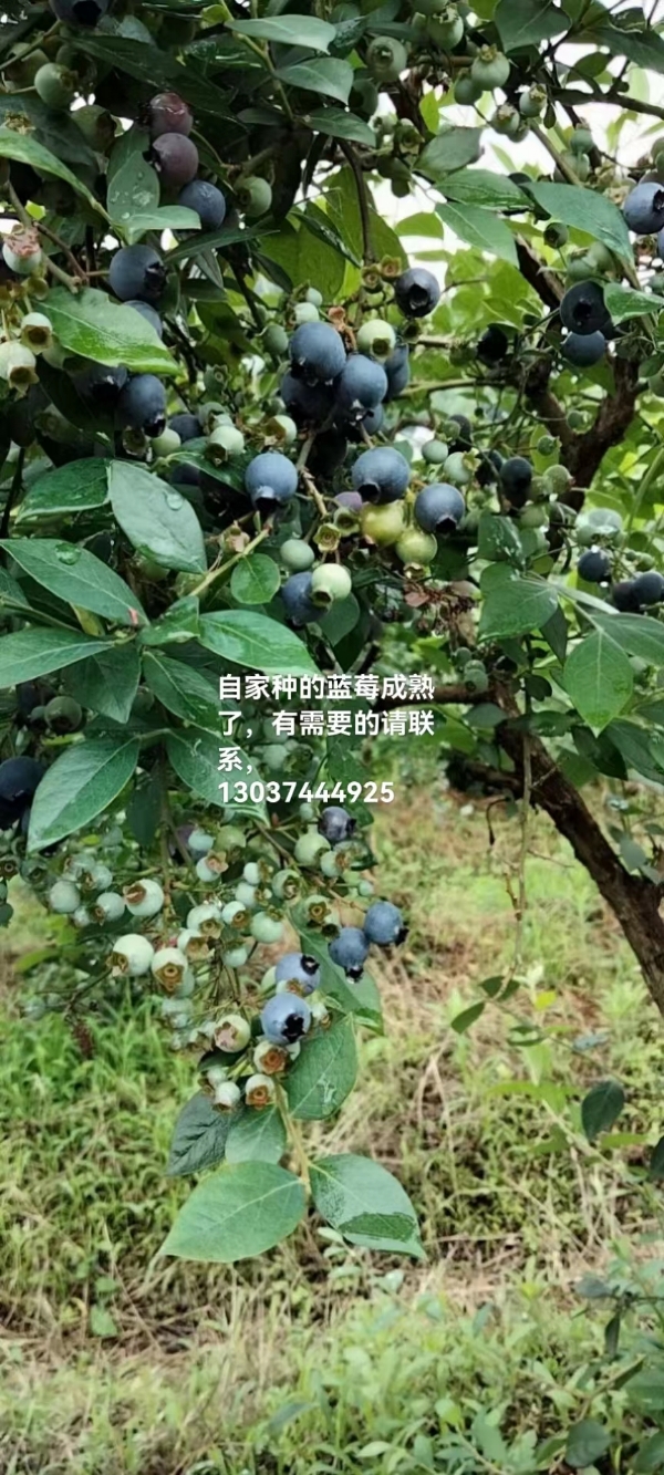 自家种的蓝莓 泡酒做茶都可以 地里现摘现发