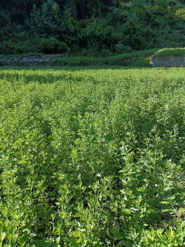 云贵川地区艾草制品代工定制批零