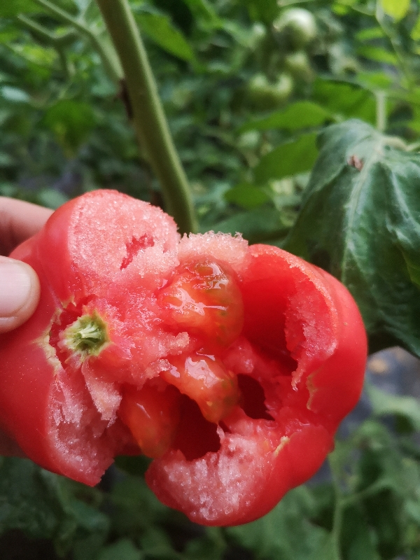 陕西泾阳普罗旺斯水果西红柿，小时候的味道