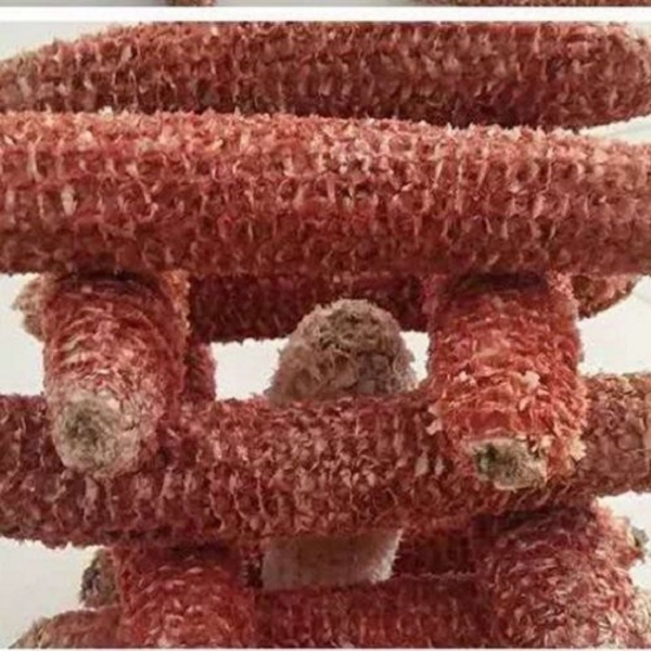 玉米芯包邮玉米棒玉米瓤培育蘑菇宠物磨牙垫窝燃料饲料