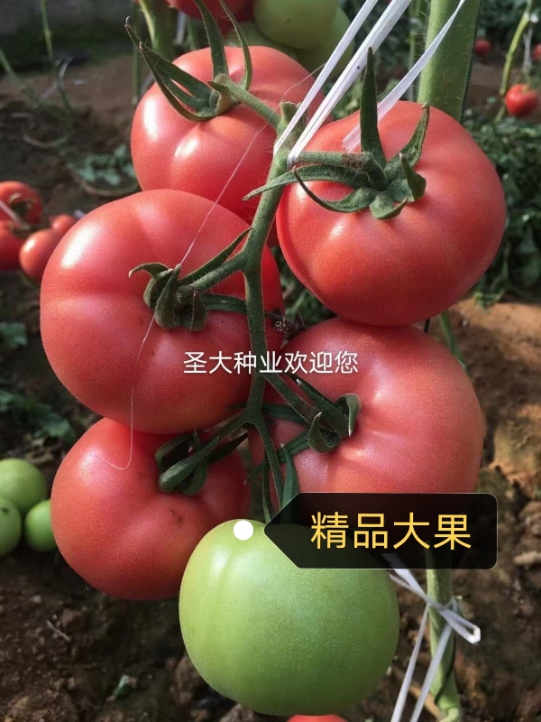 【高产粉果番茄苗】早春，越夏种植品种！