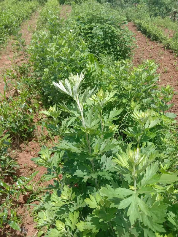 四川艾草 菖蒲端午节挂陈艾水菖蒲   扎把  鲜货