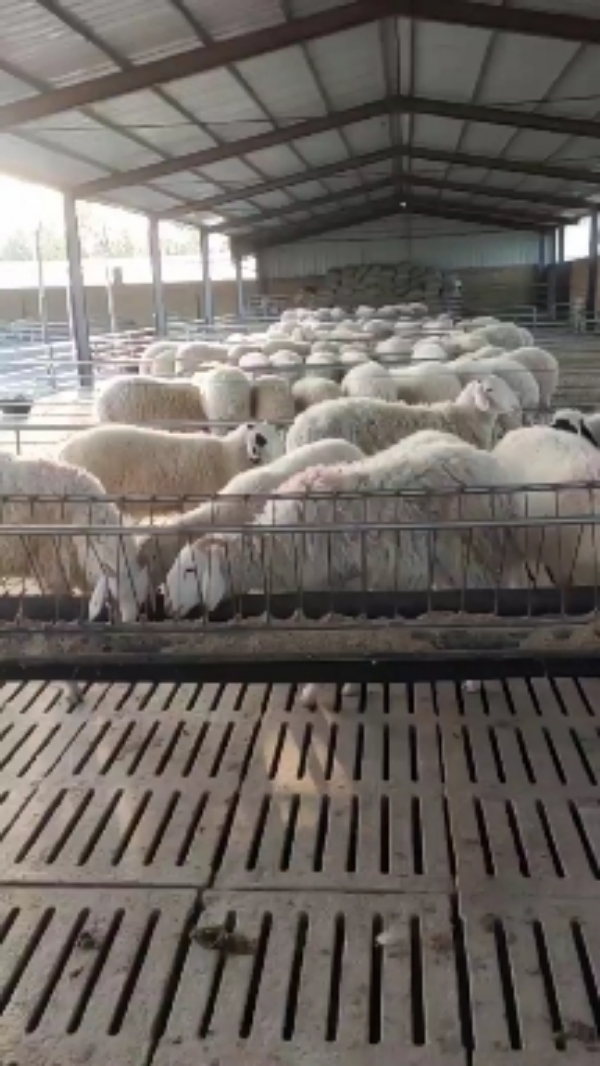 杜泊羊 小尾寒羊大量出售全国发货