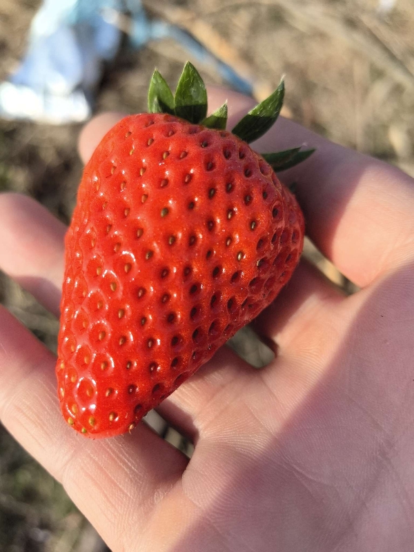 优质红颜草莓安徽产地直发。