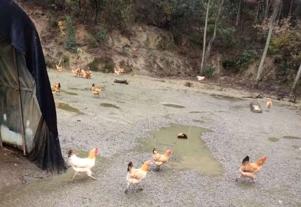 供应原生态土鸡，巴马香猪，藏香猪