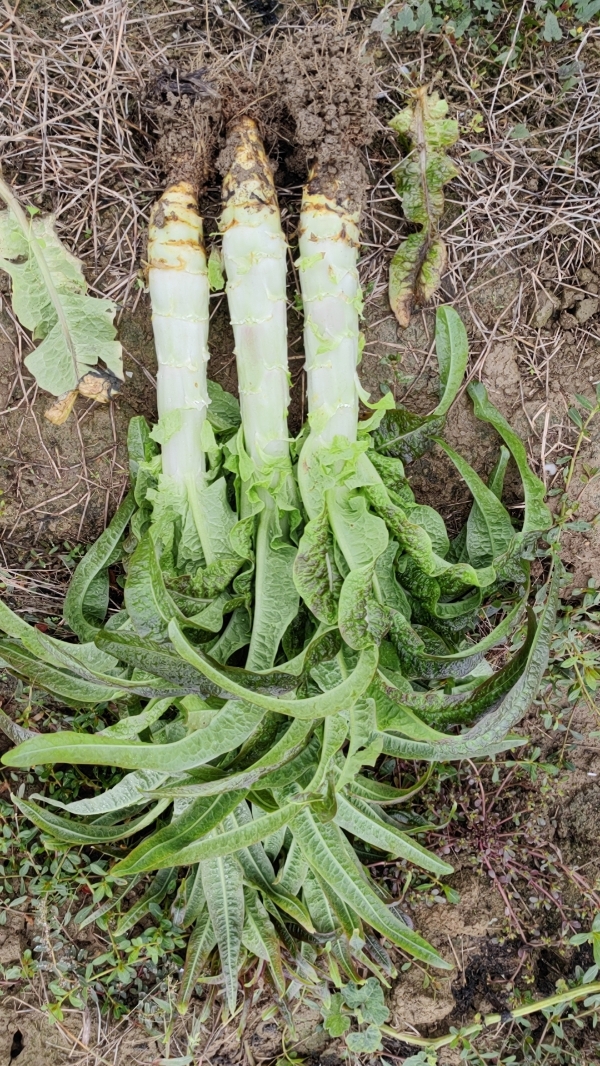 广西贺州大量莴笋上市需要的联系我