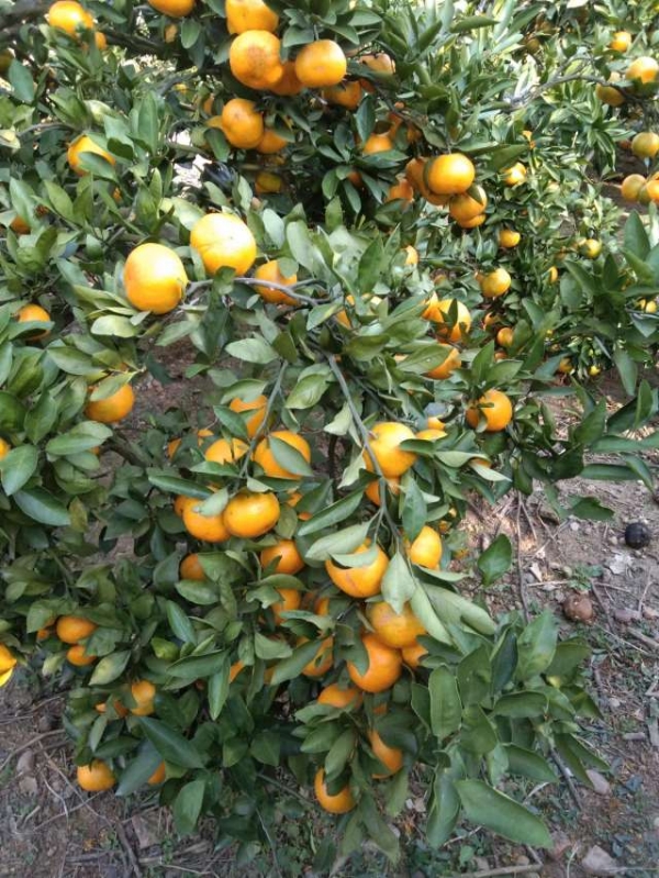 湖南省澧县复兴厂镇，柑橘大量主产区，有需要联系我