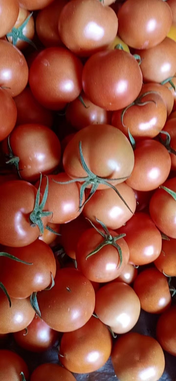 西红柿大量上市中