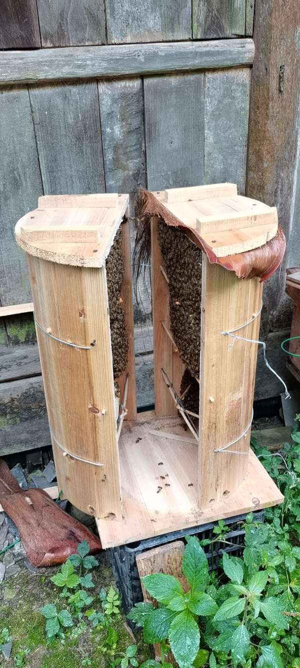 蜂蜜桶 传统养蜂土养圆桶来凤桶，中蜂养殖专利圆桶