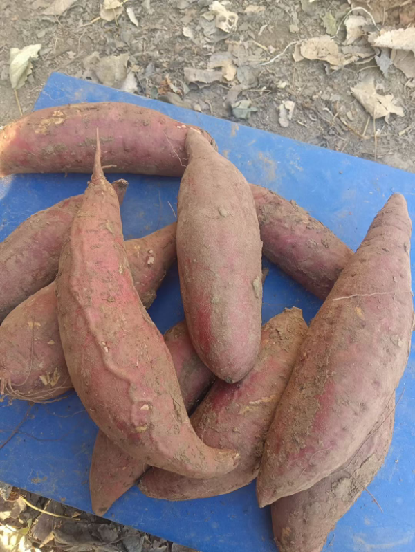 邓州西瓜红红薯，条形好，颜色鲜艳