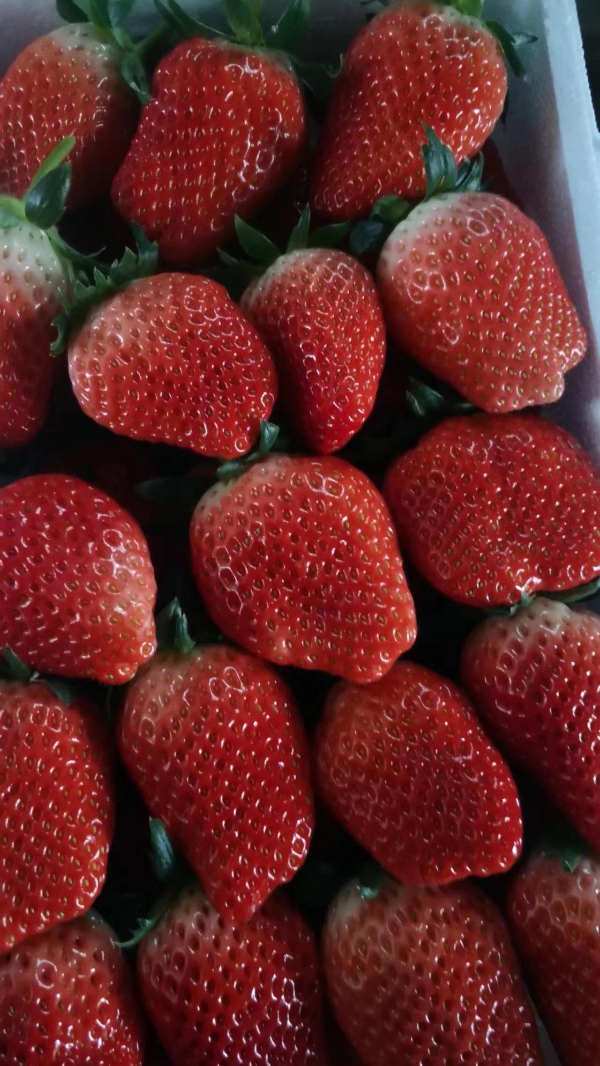供应草莓,辽宁省大连市