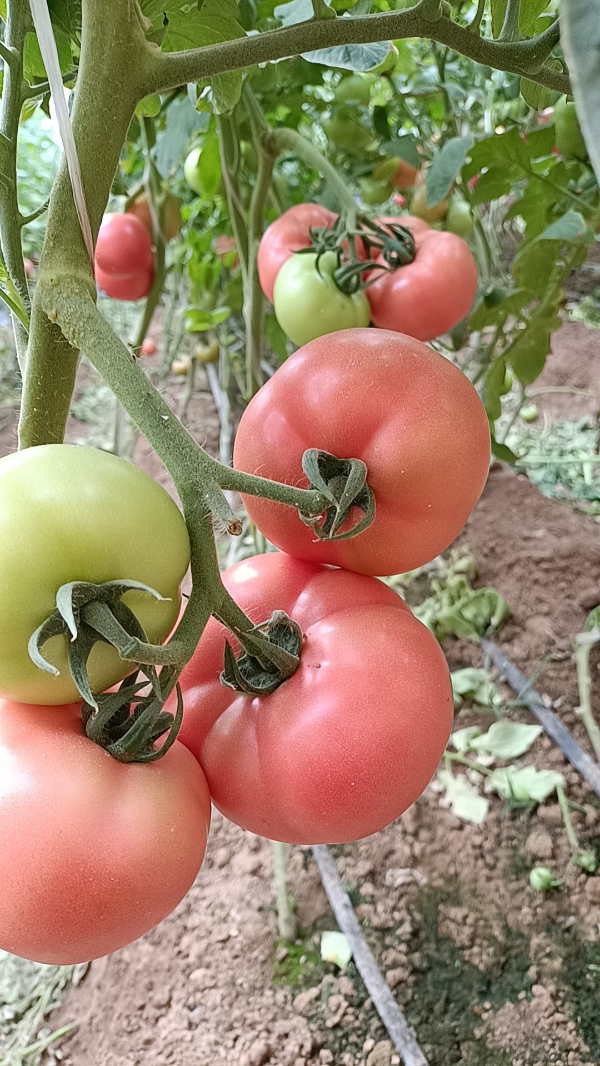 产地直销，硬粉大果番茄