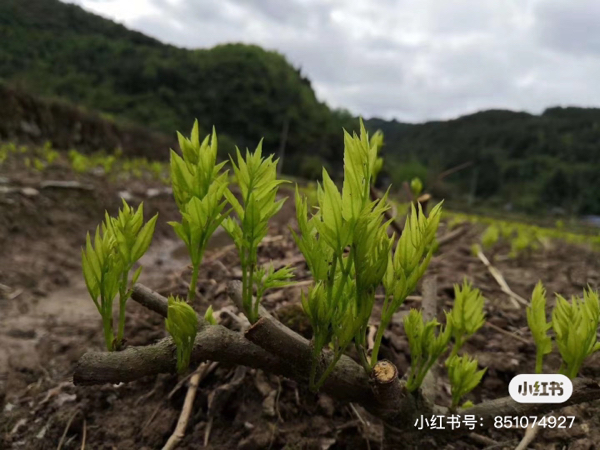 张家界莓茶