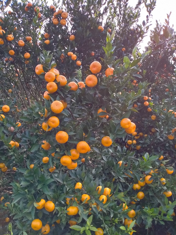 柑橘产地小杨15978033761
