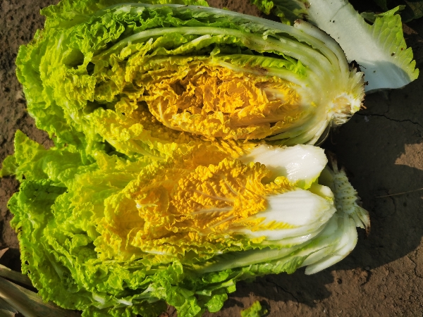 北京大兴娃娃菜种植基地