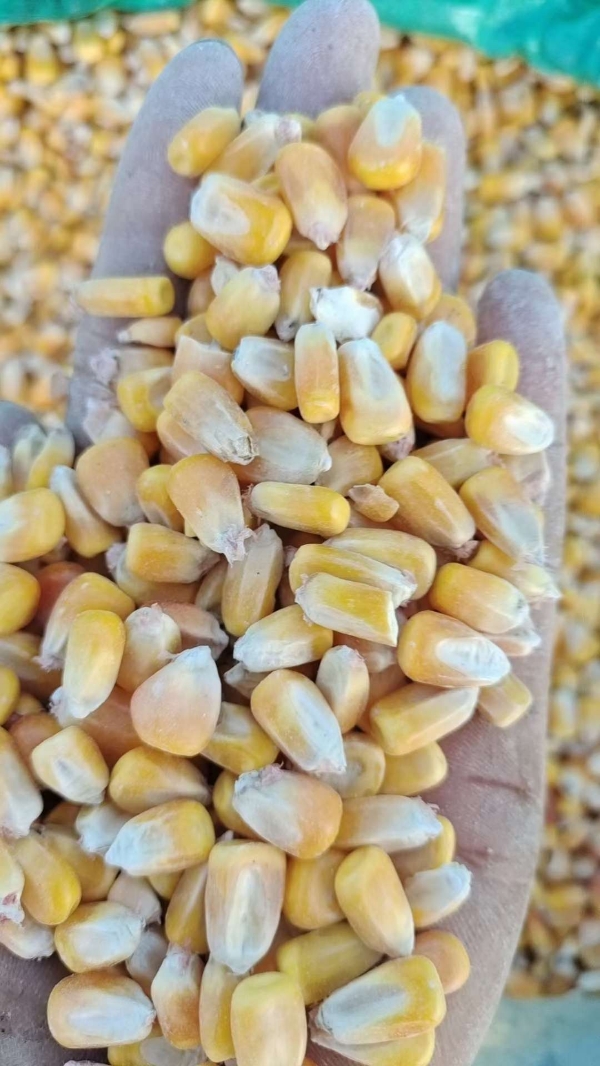 黑龙江玉米，玉米漏，水稻