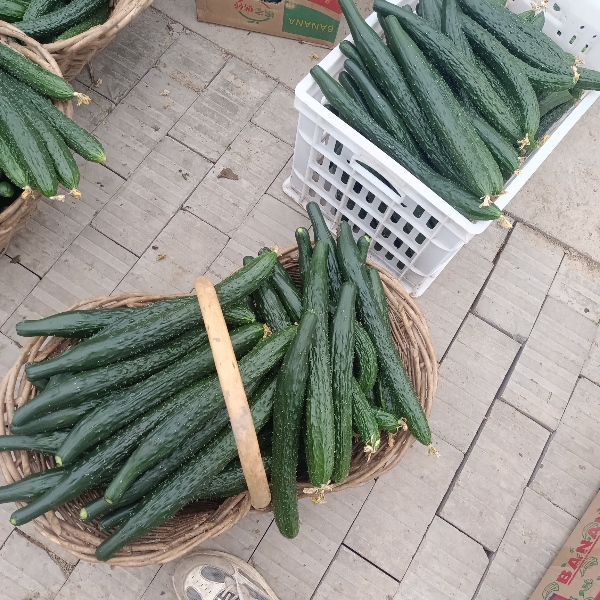 许昌建安区种植基地，大量批发黄瓜，量大从优