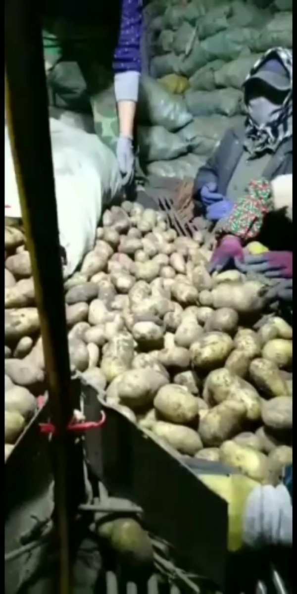 黑龙江土豆荷兰十五，尤金885