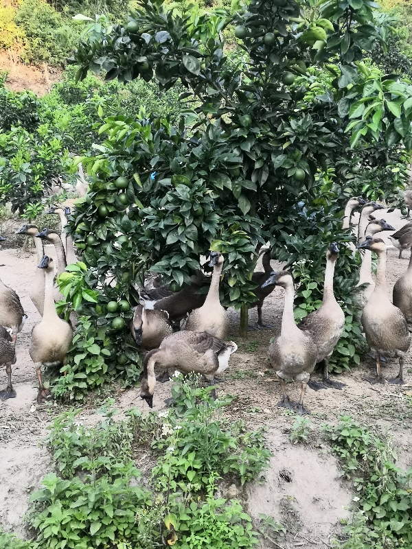 生态散养土鹅