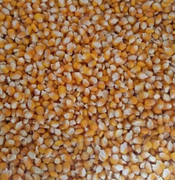 缅甸黄玉米