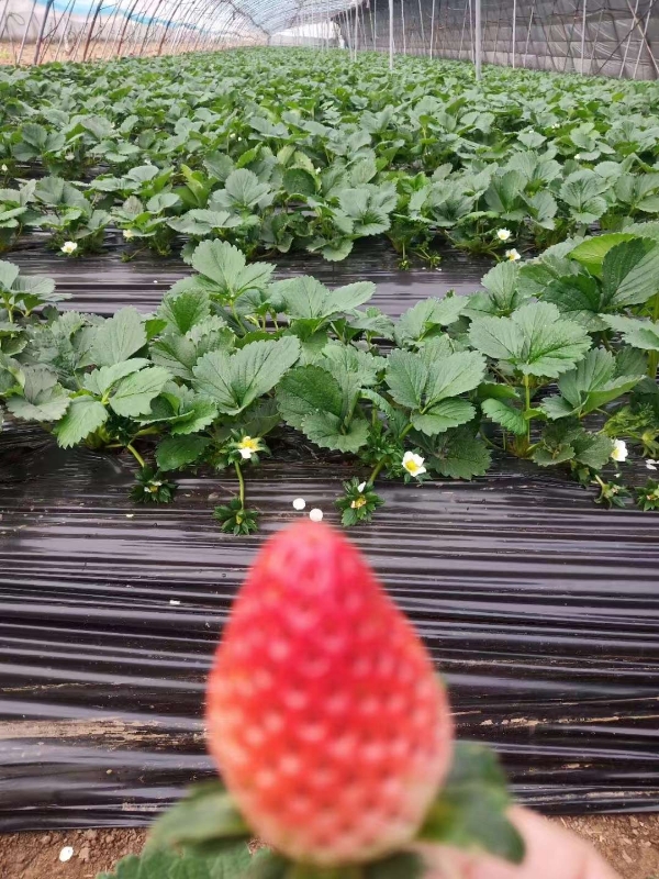 济南历城区甜宝草莓