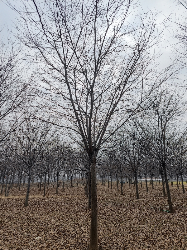 江苏邳州供应各种规格榉树，一手货源，现挖现发