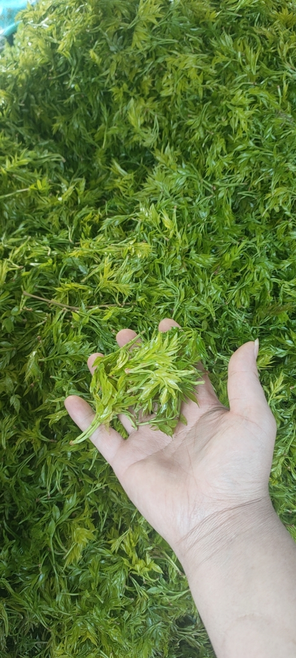 张家界土家莓藤茶绿色山甜茶土家茶 端午茶灵芝茶