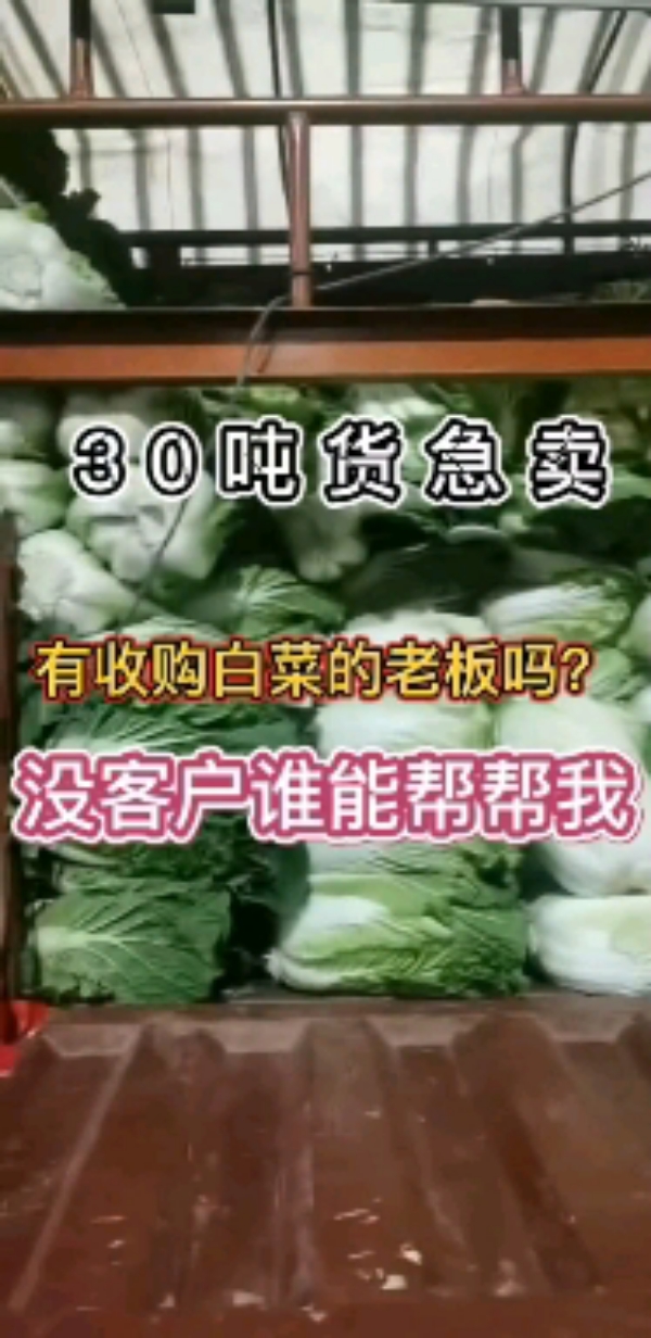 云南红河精品白菜大量供应中