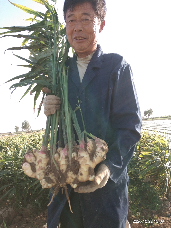 来自山东青岛田间地头的大姜15020045367