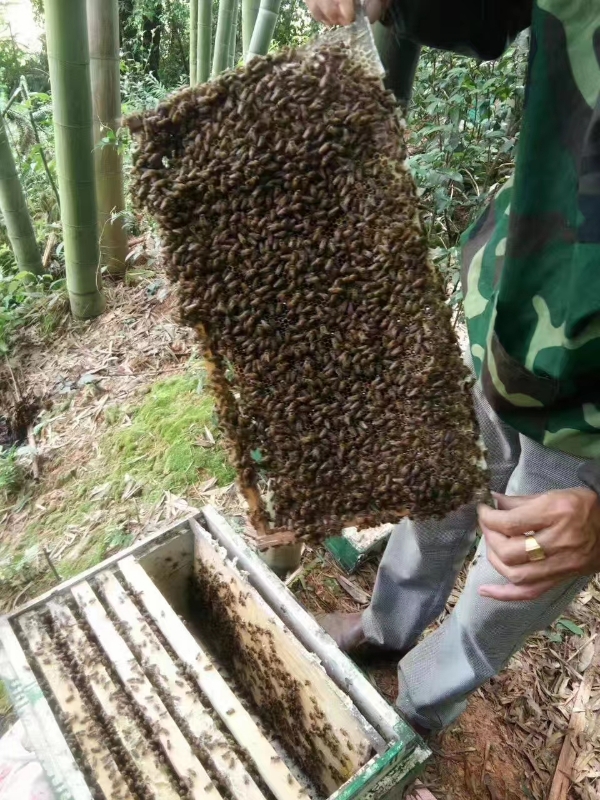 中蜂蜂蜜，自养自销，天然清甜。