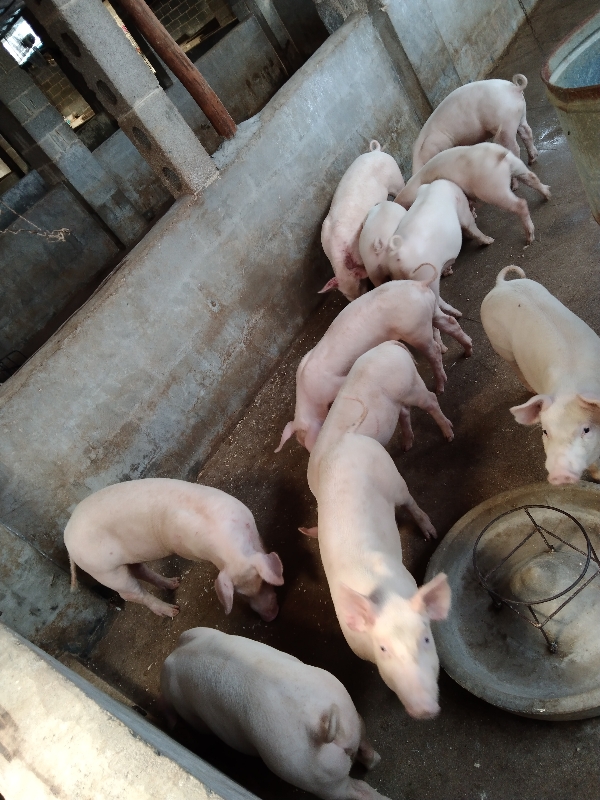 广西武鸣养猪场，常年供应小猪仔猪