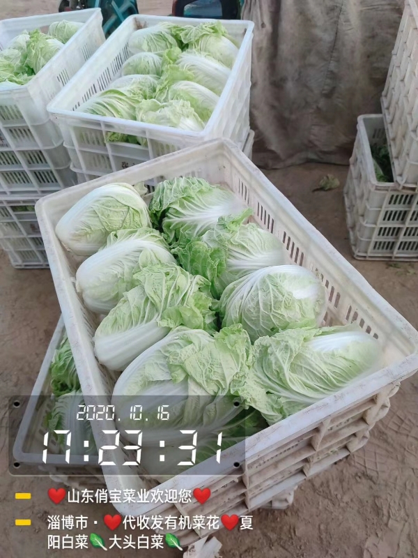 ❤️夏阳白菜❤️山东高青万亩2-5斤沙地夏阳白菜
