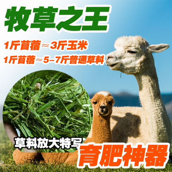 甘肃直发 牛羊驴马紫花苜蓿高端牧草批发 养殖场