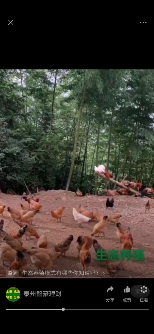 打造生态养殖，散养鸡，跑山鸡，跑地鸡