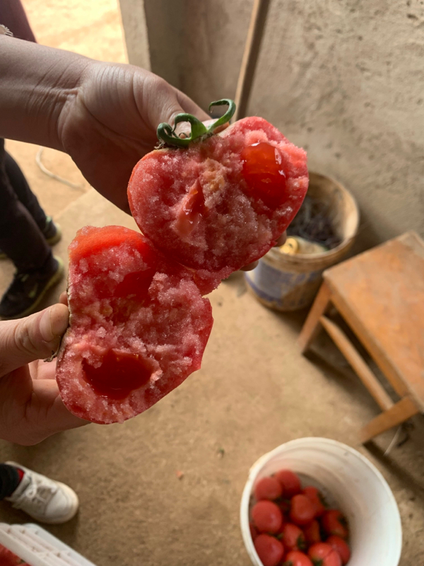 山东海阳普罗旺斯西红柿