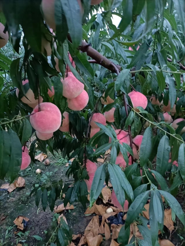 青岛莱西市桃子金秋红蜜，映霜红