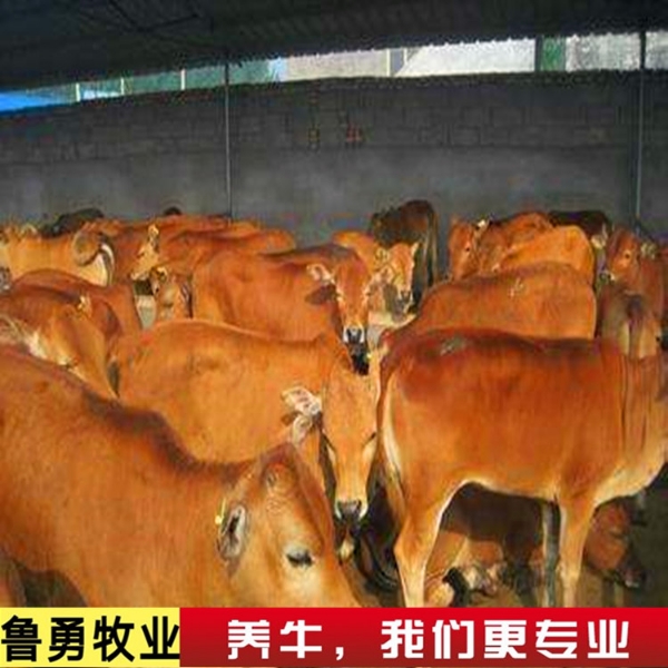 出售黄牛 西门塔尔 利木赞牛等 提供补贴 合作养殖
