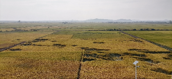 江西鄱阳县鸦鹊湖农垦区优质稻花粘大米