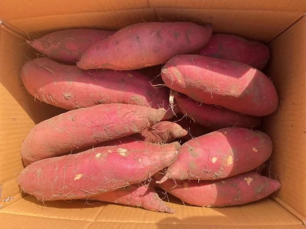 河北唐山烟薯大量现货供应13331216912