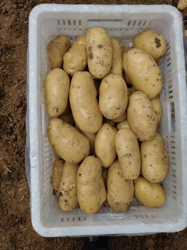 滕州三膜新土豆大量上市，货源充足