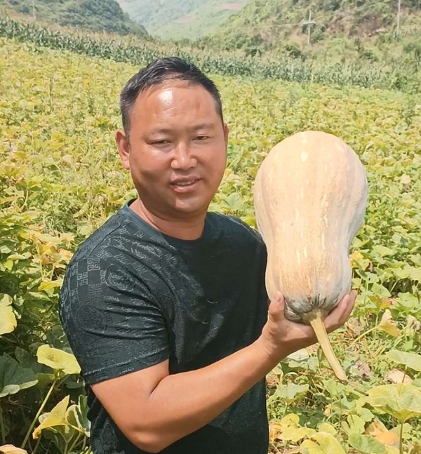 贵州兴方农业发展有限公司蚯蚓肥种植的密本南瓜