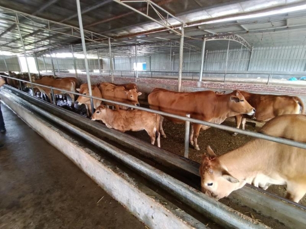地址广东茂名，大量黄牛出售，自有养殖场